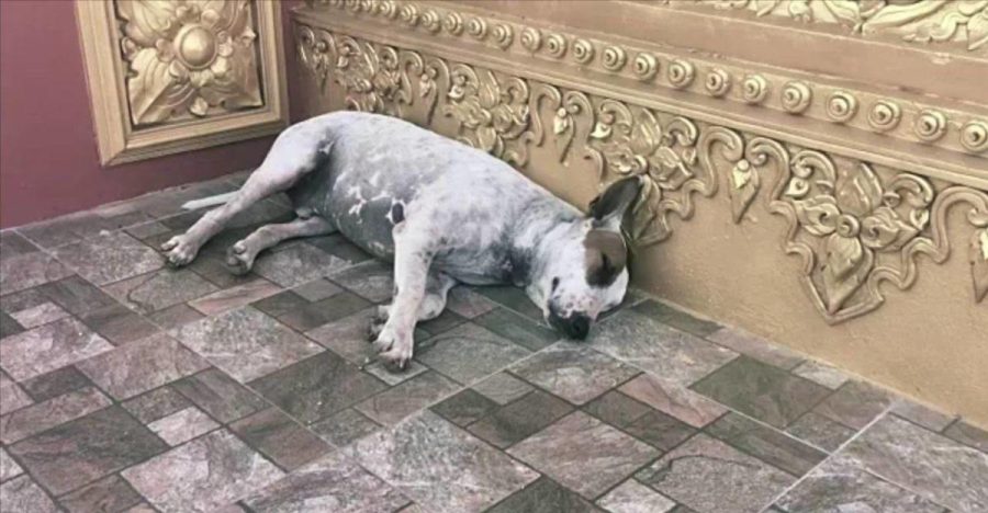 Sheltered Dog Waits to be Adopted (Photo courtesy of Creative Commons).