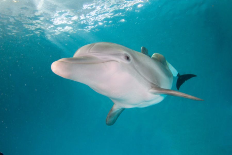 Winter “truly inspired hope and was loved by millions of people worldwide,” Clearwater Marine Aquarium said (Photo courtesy of Creative Commons). 