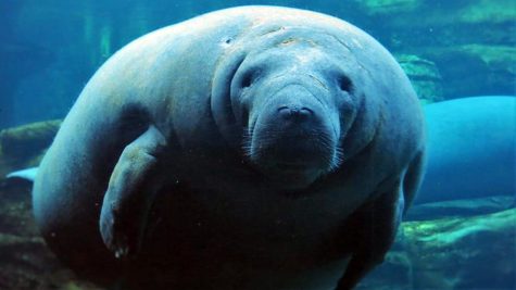 Manatees are becoming increasingly scarce due to overfishing and loud noises. (Photo courtesy of Peter Swanson)