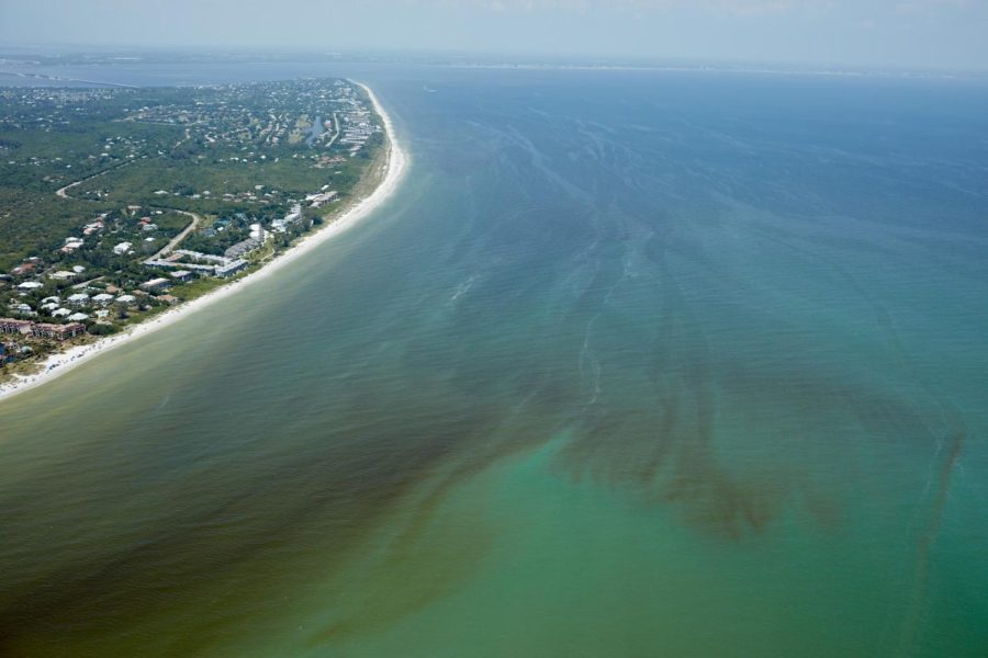 The red tide can affect the ocean. (Photo courtesy of National Geographic)