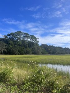 Fall foliage is few and far between throughout Jacksonville’s salt marshes.