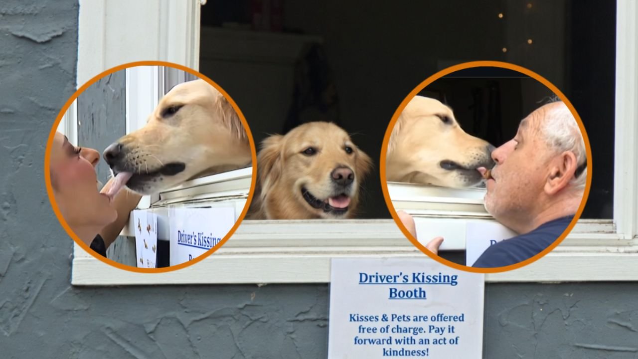 Boston Woman Sets Up a Dog Kissing Booth on Her Street Window and Says Her Golden Retriever Comes With '100% Satisfaction Guaranteed'
